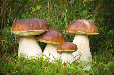 Stacks Image 89